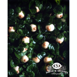 Breasts In Plants